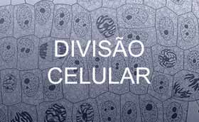 Mitose e Meiose – Entenda como ocorrem as divisões celulares