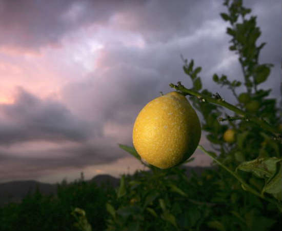 Do cultivo de plantas até as melhores técnicas para armazenar todos os nutrientes contidos na fruta, este é o curso para quem deseja se especializar em plantações de laranjas e limões, por exemplo. O estudante conclui a graduação com habilidades que serão utilizadas em fazendas e grandes produtoras de sucos e alimentos. Foto: Getty Images