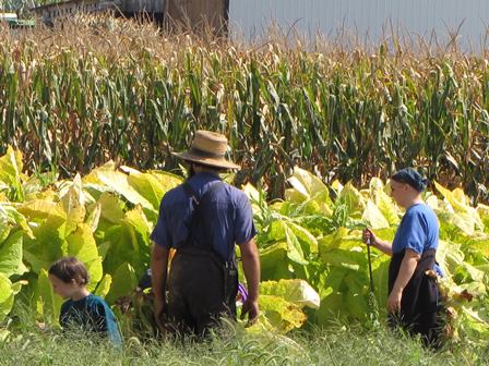 CNPq abre chamada para financiamento de projetos de Agroecologia