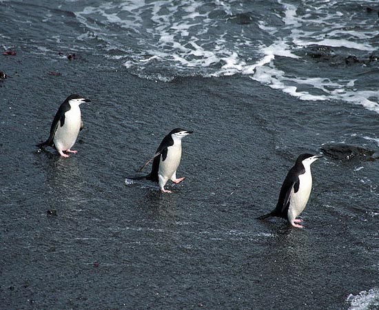 ANTÁRTICA - Estude os detalhes sobre o continente de gelo.