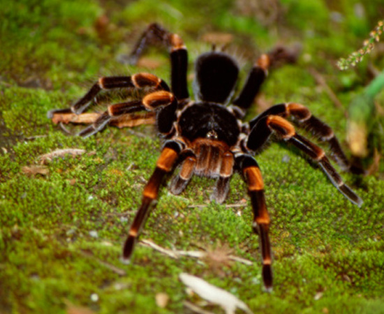 É o filo com o maior número de espécies do reino animal. Inclui as classes dos crustáceos (caranguejos), aracnídeos (aranhas), diplópodes (centopeias) e insetos - animais com apêndices articulados, corpo segmentado em cabeça,  tórax e abdôme, e o exoesqueleto de quitina. São invertebrados.