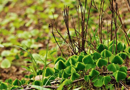 UNILA oferece mestrado em Biodiversidade Neotropical