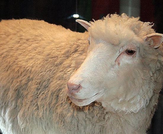 BIOTECNOLOGIA - Estude sobre organismos geneticamente modificados, o genoma humano, células-tronco e clonagem. BIOTECNOLOGIA - Estude sobre organismos geneticamente modificados, o genoma humano, células-tronco e clonagem.