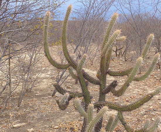 CAATINGA - Estude os detalhes sobre este bioma de diversidade única.