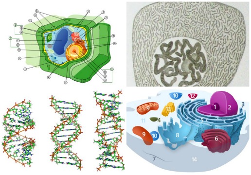 Com dúvidas de biologia? Conheça as principais organelas das células eucarióticas e suas funções.