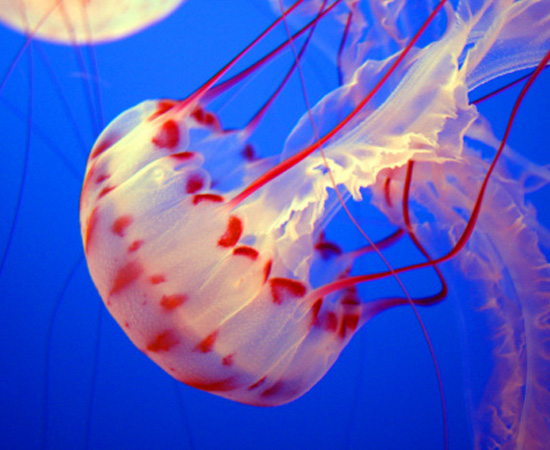 Corais e águas-vivas, cujo corpo tem um tecido gelatinoso chamado mesogleia e uma cavidade digestiva interna. Apresentam células urticantes. São invertebrados. Corais e águas-vivas, cujo corpo tem um tecido gelatinoso chamado mesogleia e uma cavidade digestiva interna. Apresentam células urticantes. São invertebrados.