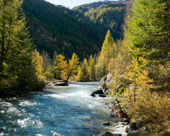 <strong>Floresta de Coníferas ou Floresta Boreal - </strong>A cobertura é formada por uma floresta homogênea, de pinheiros e abetos, com folhas em formato de agulha (acicufoliadas) que não acumulam neve durante o longo inverno. No solo, pouca vegetação rasteira: alguns liquens, musgos e arbustos. Essa formação cobre parte do Canadá, norte da Europa (onde também é chamada de taiga) e da Ásia. <strong>Floresta de Coníferas ou Floresta Boreal - </strong>A cobertura é formada por uma floresta homogênea, de pinheiros e abetos, com folhas em formato de agulha (acicufoliadas) que não acumulam neve durante o longo inverno. No solo, pouca vegetação rasteira: alguns liquens, musgos e arbustos. Essa formação cobre parte do Canadá, norte da Europa (onde também é chamada de taiga) e da Ásia.
