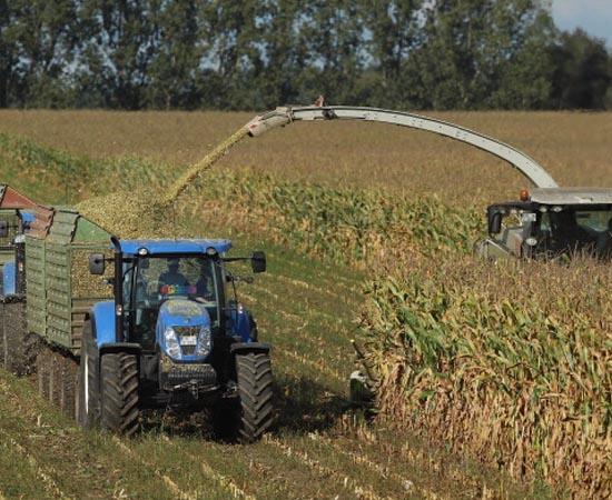 AGRONOMIA - São as ciências e técnicas usadas para melhorar a qualidade e a produtividade de lavouras, rebanhos e produtos agroindustriais. O agrônomo envolve-se em praticamente todas as etapas do agronegócio - do plantio ou da criação de rebanhos à comercialização da produção.