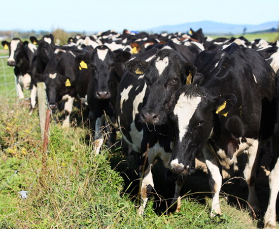 CIÊNCIAS RURAIS - Com conhecimentos sólidos em ciências agrárias, esse profissional é especialista nas atividades do meio rural. Ele entende de produção vegetal, produção animal e proteção ambiental.