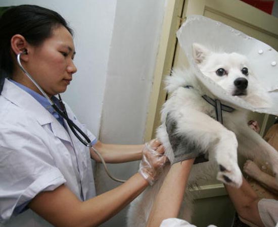 MEDICINA VETERINÁRIA - O médico veterinário dá assistência clínica e cirúrgica a animais domésticos e silvestres, além de cuidar da saúde, da alimentação e da reprodução de rebanhos.