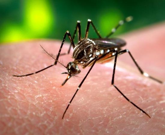 PARASITOSES HUMANAS - Estude sobre verminoses, viroses, protozooses e bacterioses. PARASITOSES HUMANAS - Estude sobre verminoses, viroses, protozooses e bacterioses.