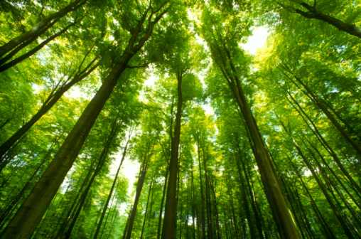 O advogado que se especializa em Direito Ambiental pode trabalhar em ONG e empresas, lidando com questões que envolvam a relação do homem com o meio ambiente. O advogado que se especializa em Direito Ambiental pode trabalhar em ONG e empresas, lidando com questões que envolvam a relação do homem com o meio ambiente.
