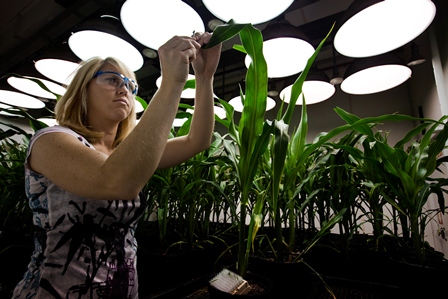 UEMA oferece mestrado em Agricultura e Meio Ambiente