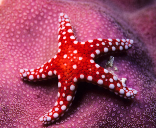 Animais marinhos de esqueleto interno calcário, como estrelas-do-mar e pepinos-do-mar. São invertebrados. Animais marinhos de esqueleto interno calcário, como estrelas-do-mar e pepinos-do-mar. São invertebrados.