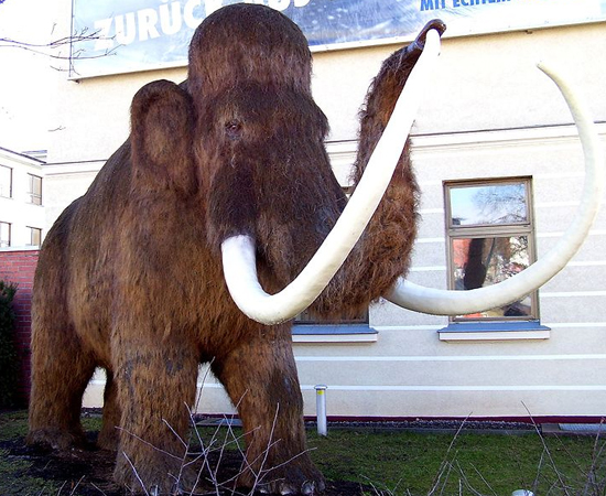 EXTINÇÃO - Durante quase todos esses períodos ocorreram extinção em massa, ou seja, um decréscimo bruto da biodiversidade através da extinção de vários grupos ao mesmo tempo. Apesar de ser um fenômeno comum (se considerarmos a longa escala do tempo geológico), diversos eventos de extinção massiva foram particularmente violentos, acabando com mais da metade das formas de vida. EXTINÇÃO - Durante quase todos esses períodos ocorreram extinção em massa, ou seja, um decréscimo bruto da biodiversidade através da extinção de vários grupos ao mesmo tempo. Apesar de ser um fenômeno comum (se considerarmos a longa escala do tempo geológico), diversos eventos de extinção massiva foram particularmente violentos, acabando com mais da metade das formas de vida.