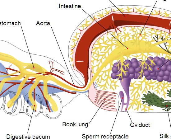 FISIOLOGIA ANIMAL - Estude sobre o Sistema Tegumentar, sistemas de sustentação, sistema circulatório, sistema respiratório, sistema digestório, sistema excretor, sistema nervoso, sistema endócrino e sistema reprodutor. FISIOLOGIA ANIMAL - Estude sobre o Sistema Tegumentar, sistemas de sustentação, sistema circulatório, sistema respiratório, sistema digestório, sistema excretor, sistema nervoso, sistema endócrino e sistema reprodutor.
