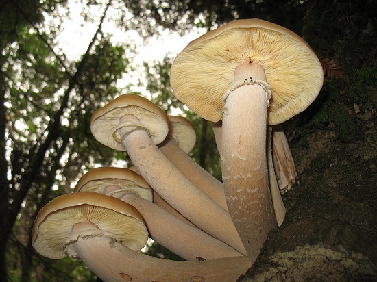 Os fungos são organismos unicelulares ou pluricelulares. Eles são compostos por hifas, filamentos de células que formam uma rede, chamada de micélio. Os fungos são organismos unicelulares ou pluricelulares. Eles são compostos por hifas, filamentos de células que formam uma rede, chamada de micélio.