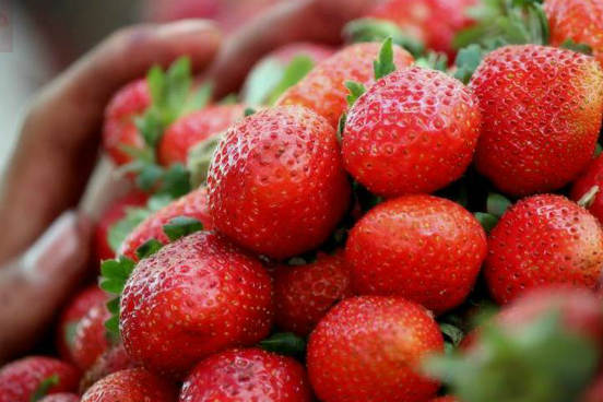 Uma pesquisa apresentada no Encontro Nacional da American Chemical Society mostrou que frutas vermelhas como mirtilos, morangos e açaí podem ajudar a desacelerar o declínio cognitivo que acontece naturalmente com a idade. Isso porque elas são capazes de preservar um mecanismo que ajuda o cérebro a se livrar de proteínas tóxicas associadas à perda de memória relacionada com a idade. (Imagem: Wikimedia Commons)