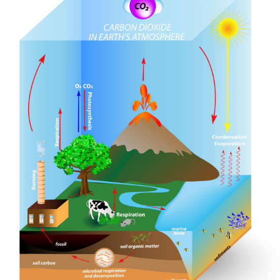 Toda matéria orgânica possui um esqueleto de carbono, cuja principal fonte primária é o gás carbônico atmosférico (CO2). Enquanto as plantas incorporam o CO2 através da fotossíntese, algumas bactérias o fazem por foto ou quimiossíntese. O objetivo desses processos é a produção de glicose como forma de concentração de energia, que será o ponto de partida para a formação de proteínas, carboidratos e lipídios. Já nos animais, o carbono é absorvido de forma direta ou indireta através das plantas. Ele será devolvido ao meio ambiente na forma de CO2 pela respiração ou pela decomposição. (Imagem: iStock)