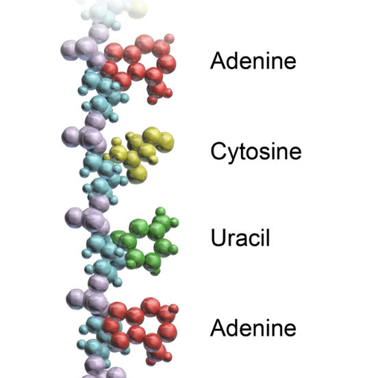 A molécula de RNA é consequência do processo de transcrição do DNA. Nele, as cadeias do DNA se separam e uma delas serve de molde para o RNA (a outra cadeia permanece inativa durante todo o processo). Assim, o RNA apresenta apenas uma cadeia simples, composta por diversos nucleotídeos. Sua função está intimamente ligada ao DNA, auxiliando a coordenar os processos celulares. A molécula de RNA é consequência do processo de transcrição do DNA. Nele, as cadeias do DNA se separam e uma delas serve de molde para o RNA (a outra cadeia permanece inativa durante todo o processo). Assim, o RNA apresenta apenas uma cadeia simples, composta por diversos nucleotídeos. Sua função está intimamente ligada ao DNA, auxiliando a coordenar os processos celulares.