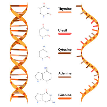 O ácido desoxirribonucleico (DNA) e o ácido ribonucleico (RNA) são tipos de ácidos nucleicos. Cada nucleotídeo que os compõe é formado por três partes: um radical fosfato, uma pentose (açúcar formado por cinco átomos de carbono) e uma base nitrogenada. Desses componentes, apenas o radical fosfato é o mesmo tanto para o DNA quanto para o RNA. Já a pentose presente no RNA é a ribose, enquanto a do DNA é a desoxirribose. O ácido desoxirribonucleico (DNA) e o ácido ribonucleico (RNA) são tipos de ácidos nucleicos. Cada nucleotídeo que os compõe é formado por três partes: um radical fosfato, uma pentose (açúcar formado por cinco átomos de carbono) e uma base nitrogenada. Desses componentes, apenas o radical fosfato é o mesmo tanto para o DNA quanto para o RNA. Já a pentose presente no RNA é a ribose, enquanto a do DNA é a desoxirribose.