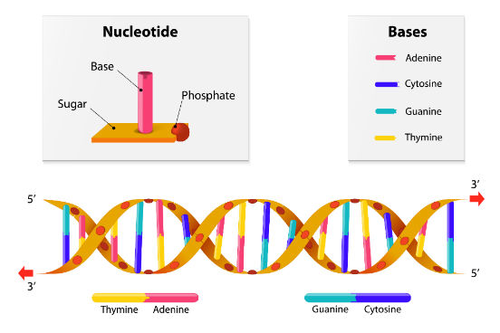 Em 1953, Watson e Crick propuseram o modelo da estrutura da molécula de DNA, em que ela é formada por uma dupla hélice, com duas cadeias polinucleotídicas envoltas uma à outra em forma de espiral. Para isso, as bases nitrogenadas de uma fita se ligam à da outra por ligações de pontes de hidrogênio. O pareamento das bases ocorre sempre entre uma púrica e uma pirimídica. No DNA, a adenina se liga à timina e a guanina se liga à citosina.