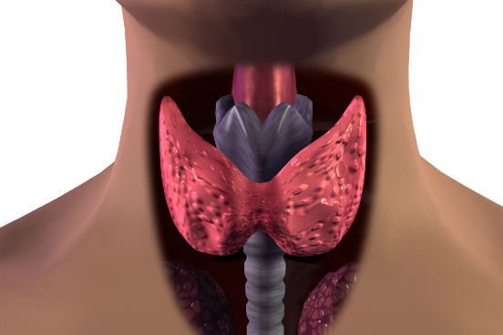 O iodo faz parte da composição de dois hormônios da glândula tireoide, a tiroxina e a triiodotiroxina. Esses hormônios têm grande importância no desenvolvimento do nosso organismo e na manutenção do funcionamento de vários órgãos vitais. (Imagem: Thinkstock)