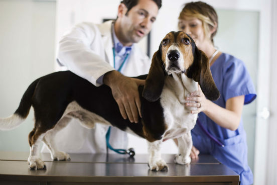 Ao diagnosticar e tratar animais, realizar testes em laboratórios e pesquisar doenças, os médicos veterinários (bem como assistentes e técnicos veterinários) podem estar expostos a doenças e infecções, a pequenas queimaduras e cortes e a contaminantes. Ocupando a quarta posição no ranking. (Imagem: Thinkstock)