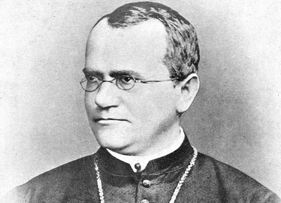 A base da teoria genética clássica são as famosas Leis de Mendel. Foi o padre Gregor Mendel  que descobriu, por meio do cruzamento entre diferentes tipos de ervilhas, os genes, elementos hereditários e os conceitos de genes recessivos (que tendem a ser mais raros em uma população) e dominantes (que tendem a se manifestar mais vezes dentro de uma população) (Foto: Creative Commons)