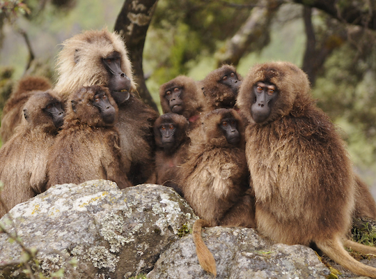 O exemplo mais conhecido é o do homem e do macaco. Ao contrário do que dizem, o homem não descende do macaco, mas tem um ancestral comum a ele, muito próximo na escala evolutiva. Isso é evidenciado pelas semelhanças entre as duas espécies.