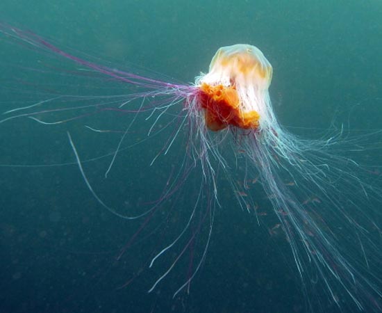 INVERTEBRADOS - Estude sobre poríferos, cnidários, platelmintos, nematelmintos, anelídeos, artrópodes, moluscos e equinodermas. INVERTEBRADOS - Estude sobre poríferos, cnidários, platelmintos, nematelmintos, anelídeos, artrópodes, moluscos e equinodermas.