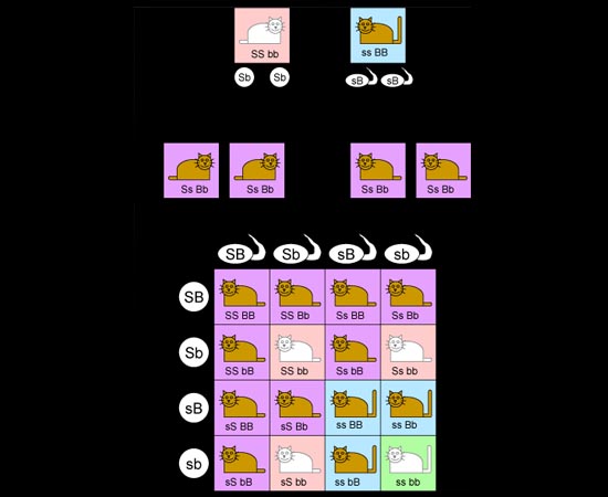 AS LEIS DE MENDEL - Estude sobre as regras da hereditariedade, sobre as duas leis de Mendel e sobre a teoria atualizada. AS LEIS DE MENDEL - Estude sobre as regras da hereditariedade, sobre as duas leis de Mendel e sobre a teoria atualizada.