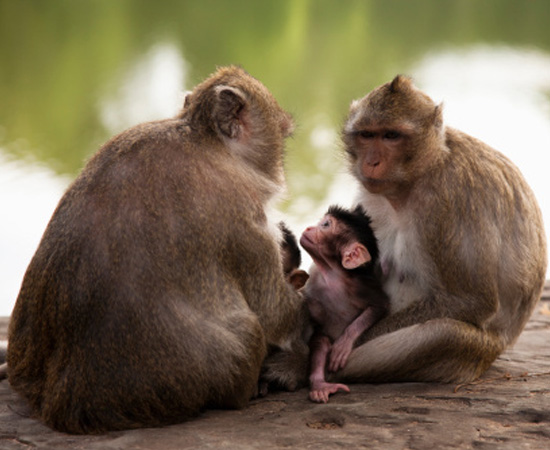 É a classe mais evoluída dos cordados. Têm o corpo coberto de pêlos e glândulas mamárias que produzem, nas fêmeas, leite para os filhotes. Endotérmicos, sua temperatura corporal é controlada pelo cérebro. São cordados. É a classe mais evoluída dos cordados. Têm o corpo coberto de pêlos e glândulas mamárias que produzem, nas fêmeas, leite para os filhotes. Endotérmicos, sua temperatura corporal é controlada pelo cérebro. São cordados.