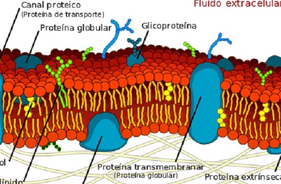 As células eucarióticas têm maior eficiência e tamanho por causa do sistema de membranas, que separa os processos metabólicos por conta do direcionamento das moléculas absorvidas e das diferenças enzimáticas. (Foto: Creative Commons)