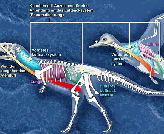 NEODARWINISMO - Estude sobre a teoria sintética, genes e mutações, isolamento geográfico, especiação alopátrica, irradiação adaptativa e convergência adaptativa.