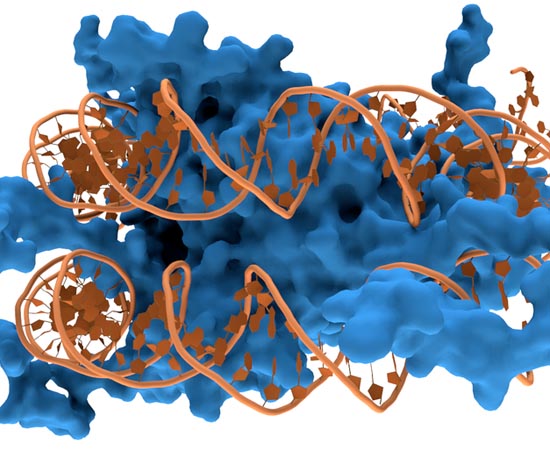 NÚCLEO, DNA E CROMOSSOMOS - Estude sobre os tipos de cromossomos, os componentes do núcleo celular, a diferença entre DNA e RNA, genes, dupla hélice e hereditariedade.