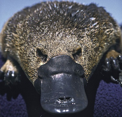 O relevo da Austrália costuma ser baixo, com amplas planícies nas regiões litorâneas e planaltos rebaixados no interior do continente. A flora é marcada pela presença de plantas xerófilas. E a fauna do país é famosa, tudo por conta de animais únicos, como o canguru, o coala, o  ornitorrinco e o diabo da tasmânia. (Foto: Wikimedia Commons)