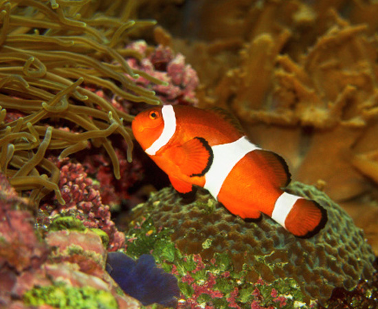 Animais aquáticos, de sangue frio, dotados de nadadeiras e que respiram por guelras ou brânquias. São cordados. Animais aquáticos, de sangue frio, dotados de nadadeiras e que respiram por guelras ou brânquias. São cordados.