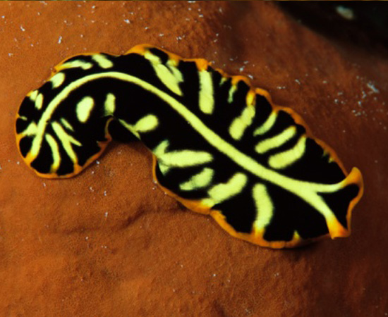 Parasitas, como a tênia e o esquistossomo. Corpo achatado e mole, sem patas. Não têm sistema respiratório nem circulatório. São invertebrados. Parasitas, como a tênia e o esquistossomo. Corpo achatado e mole, sem patas. Não têm sistema respiratório nem circulatório. São invertebrados.