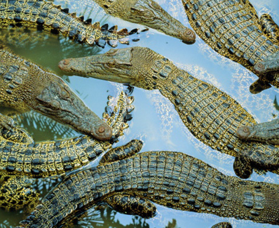 Animais ectotérmicos (de sangue frio) e pele recoberta de escamas córneas (cobras e lagartos) ou placas ósseas (tartarugas). São cordados.