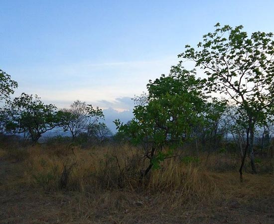 SAVANA - Estude as características deste tipo de vegetação.