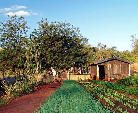 CIÊNCIAS RURAIS - Com conhecimentos sólidos em ciências agrárias, esse profissional é especialista nas atividades do meio rural.