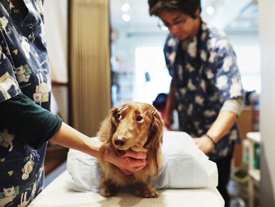 Uniderp inscreve para especialização em Medicina Veterinária