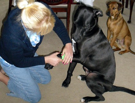 veterinaria5.jpg