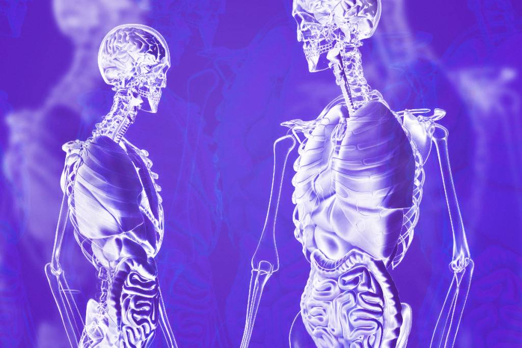 Teste seus conhecimentos sobre os órgãos do corpo humano