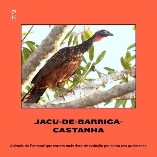 Animais em risco de extinção – Jacu