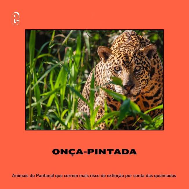 Animais em risco de extinção – onça-pintada