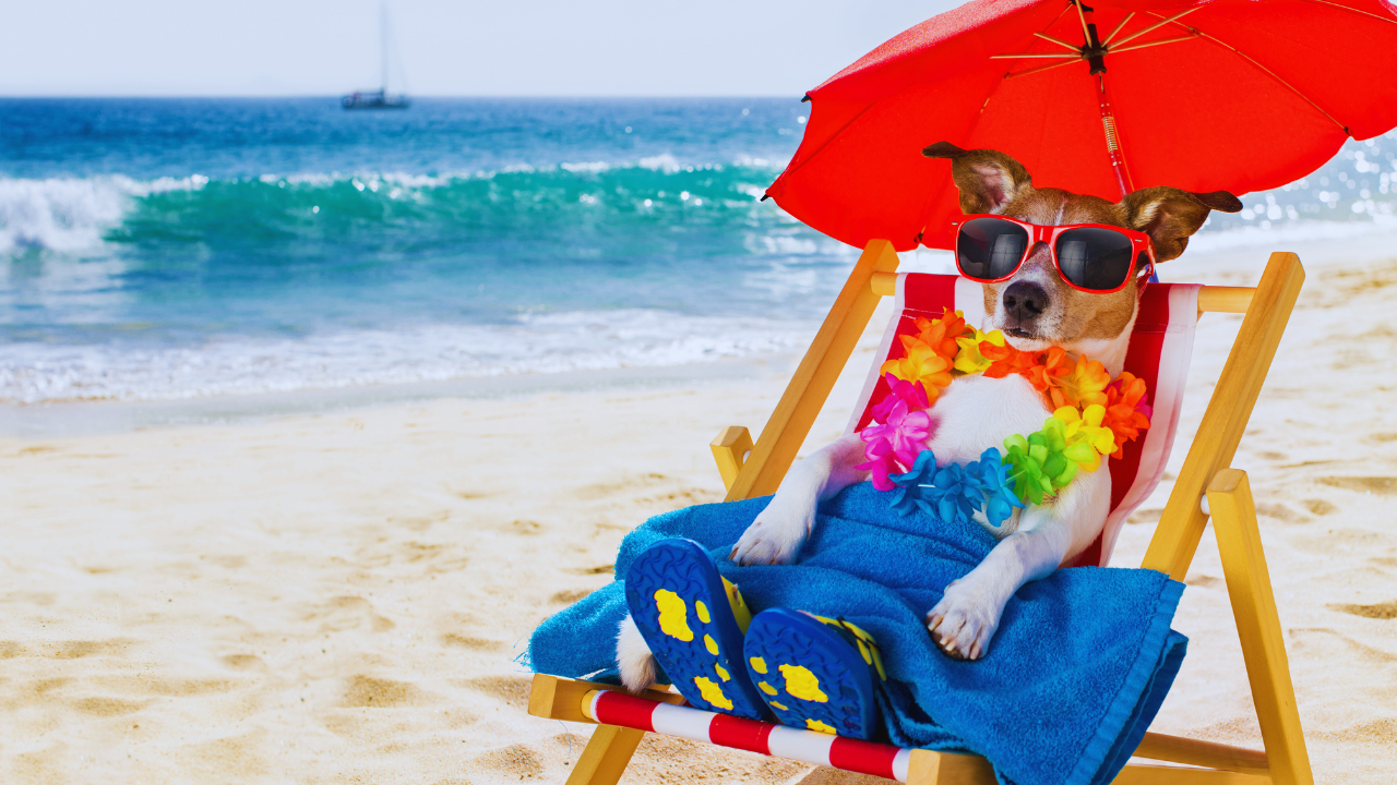 Cachorro de óculos escuros na praia