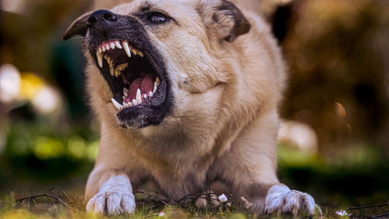 cachorro bravo mostrando os dentes