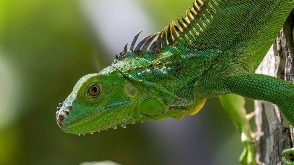 “Lagarto” ou “largato”: qual é o certo?